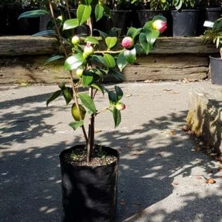 Planter Bags (PBS)/Sprayguards 90X90X150-80 BLACK PB1,1/2 - Flexoplas